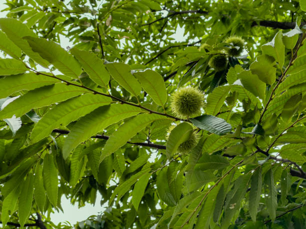 istock chestnuts and leaves on chestnut tree 1338663362