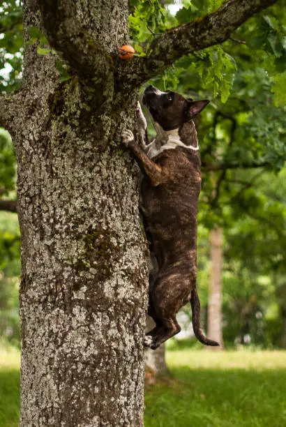 Young amstaff dog climb in tree