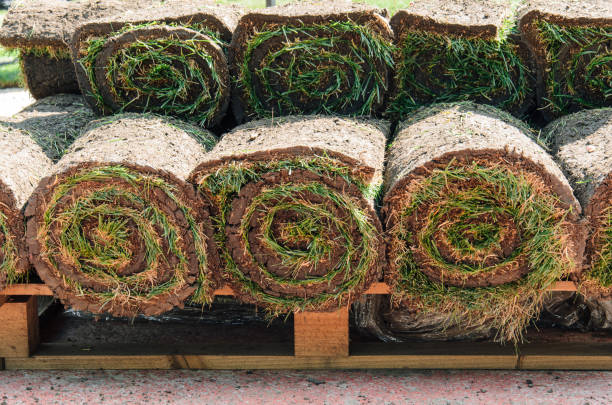 istock Lawn grass rolls stacked on pallet. Natural grass carpet rolls for landscape design. Closeup. 1338665827