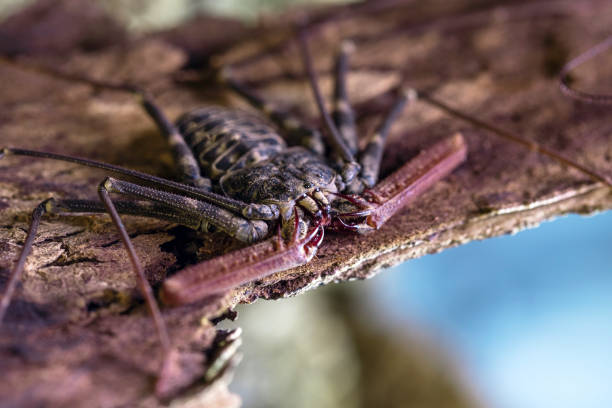 A detailed photo of a live scorpion on wood.