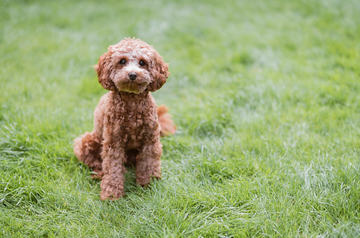 A detailed image of a cute cavapoo puppy sitting in the grass