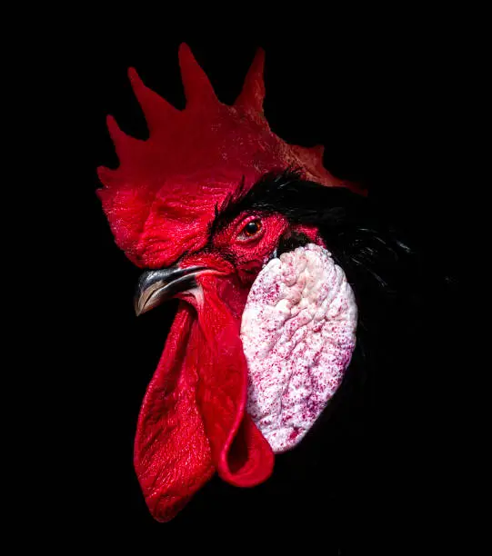 Photo of Beautiful portrait of a black rooster with red comb