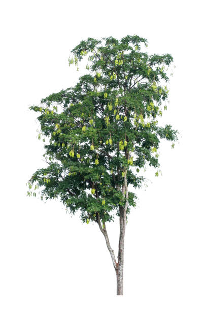 istock Parkia speciosa tree isolated on white background, saved with clipping path. 1338666537