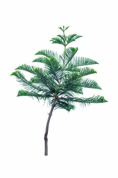 istock Green Norfolk pine tree isolated on white background, saved with clipping path. Can be used as a Christmas design 1338666611