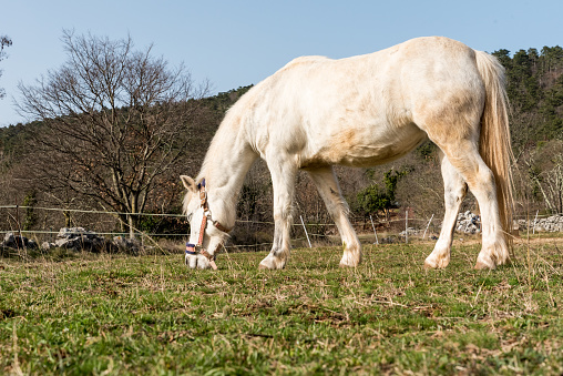 Playful White Welsh Pony Enjoy in  the Freedom of the Meadow in Winter