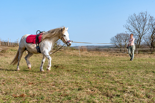 Woman Lunging White Welsh Pony Before the Ride