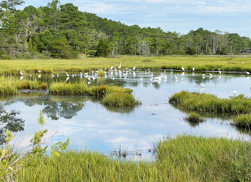 Group of egrets, gulls and herons in the water at the Assawoman Wildlife Area in South Bethany Beach Delaware