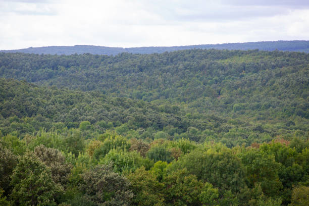 istock Forest of green evergreens on hillside 1338674110