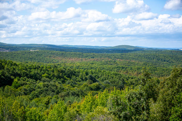 istock Forest of green evergreens on hillside 1338675491