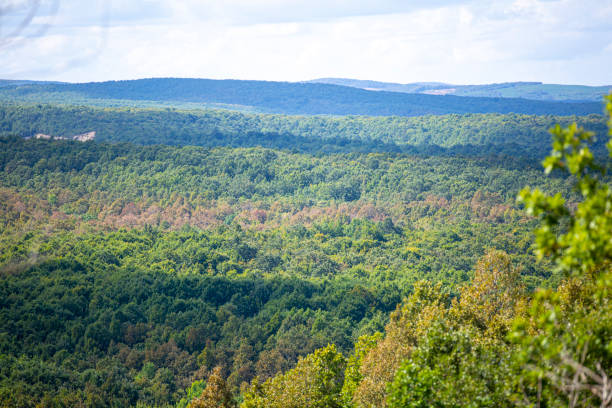 istock Forest of green evergreens on hillside 1338675625