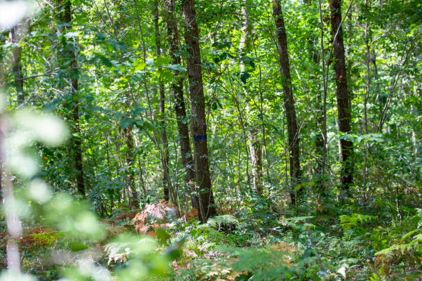 istock Forest of green evergreens on hillside 1338675869