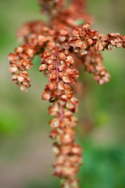 Close up of summer dry red bloom on blurred background. Nature eco bloom concept with copy space on the bottom as a backdrop. Floral for your project. Wildlife organic and travel concept. primer plano de la floración roja seca del verano sobre fondo borroso. concepto de floración ecológica de la naturaleza con espacio de copia en la parte inferior como telón de fondo. floral para tu proyecto. concepto de vida silvestre orgánica y de vi