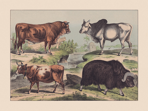 Ruminants: a+b) European cattle (Bos taurus); c) Muskox (Ovibos moschatus); d) Zebu (Bos indicus). Hand colored chromolithograph after a drawing by Christian Votteler (German illustrator, 1840 - 1916), published in 1869.