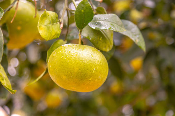 istock Yellow grapefruit ripens on a tree branch at the organic household. 1338681276
