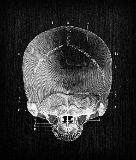 istock Antique illustration of human body anatomy bones: Skull 1338682694