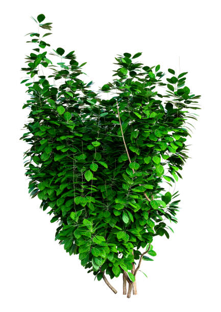 istock 3D illustration green Euonymus fortunei plant on white 1338684046