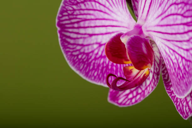 Close-up of a beautiful pink Orchid flower on a green background. Space for copy.