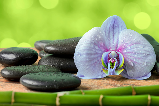 Close-up of Orchid flower, black massage stones and bamboo stems on a green defocused lights background (with beautiful bokeh). Everything is covered with water drops.
