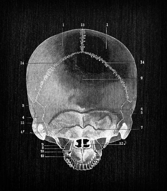 istock Antique illustration of human body anatomy bones: Skull 1338687290