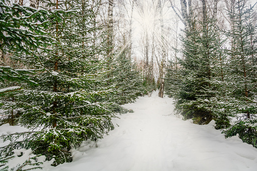 Green Christmas trees covered with snow in the forest. Winter, New Year and Christmas concept.