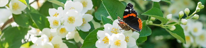 Beautiful Jasmine blossoming branch with a butterfly (Red Admiral) on it. Shallow depth of field.