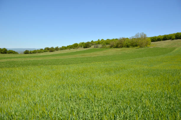 istock wheat field, environment, background, spring, meadow, outdoor, sky, beautiful, grass, blue, green, nature, landscape, field 1338688800