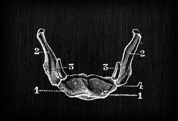 ilustraciones, imágenes clip art, dibujos animados e iconos de stock de ilustración antigua de huesos de anatomía del cuerpo humano, cráneo: hueso hioides, hueso lingual, hueso de la lengua - lingual