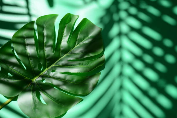 istock Tropical palm Monstera leaves on green background. 1338690063