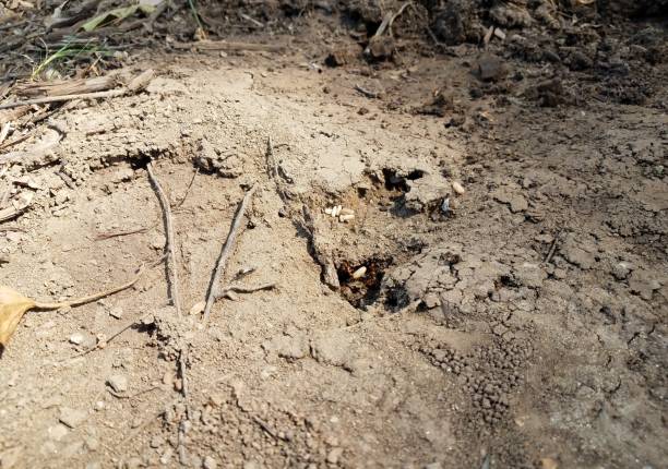 istock red ants with eggs in dirt or soil on the ground 1338690730