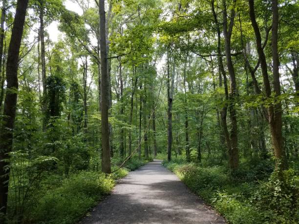 istock trail or path in forest or woods with large vine 1338690803