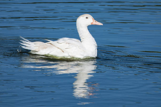 istock Blue-eyed duck 1338691360