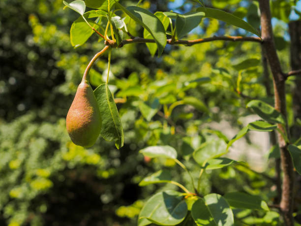 istock The fruit of a pear tree on a branch. 1338691488