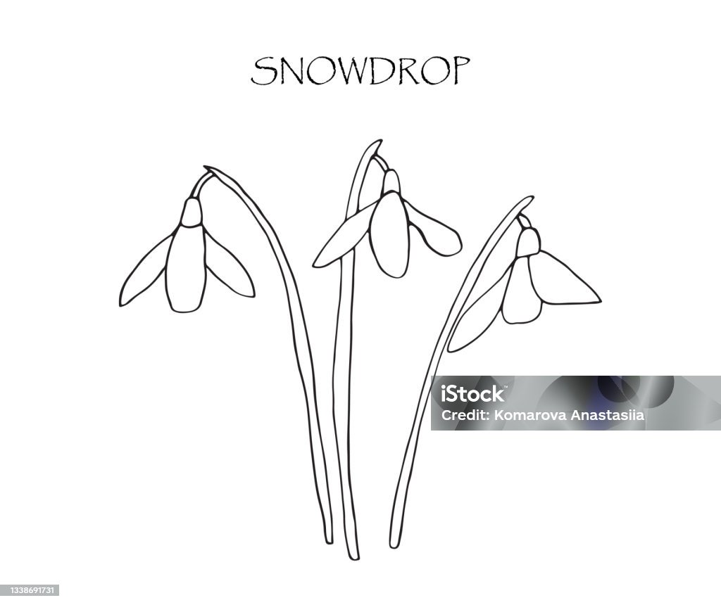 Basic Snowdrop Vector Vector Illustration With Linear Drawing Of Snowdrop Stock Illustration ...