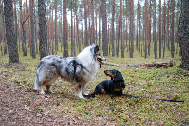 Two dogs standing and playing in the forest. Photo taken on a overcast spring day.