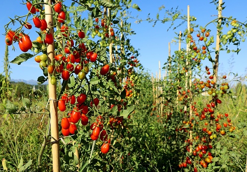 Plum tomato plants with multicolored fruits at different ripening state, in the end of the summer.