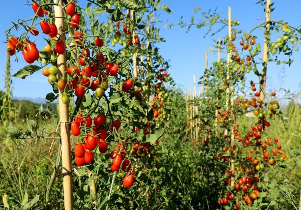 plum tomato plants with multicolored fruits at different ripening state - plum tomato fotos imagens e fotografias de stock