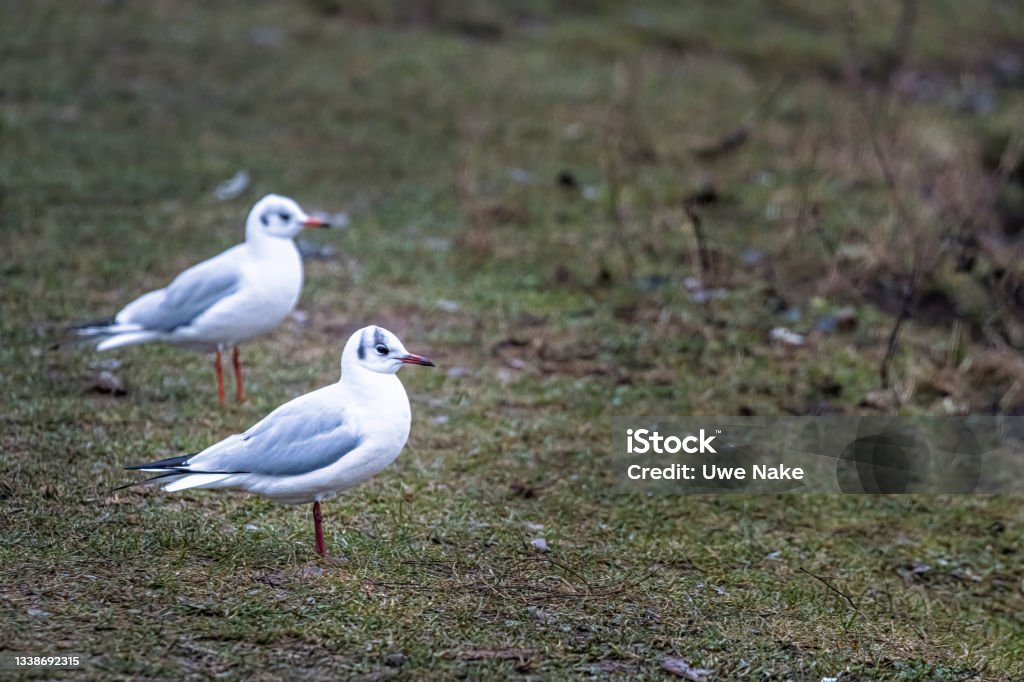 Two seagulls in a meadow Animal Stock Photo