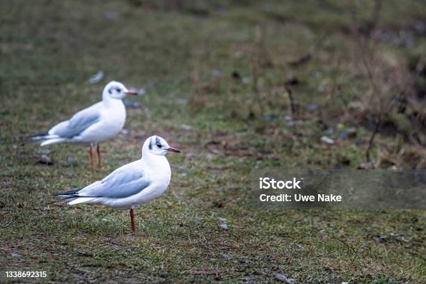 Two Seagulls In A Meadow Stock Photo - Download Image Now - Animal, Animal Body Part, Animal Wildlife