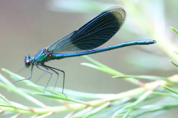 Photo of a banded demoiselle on a plant