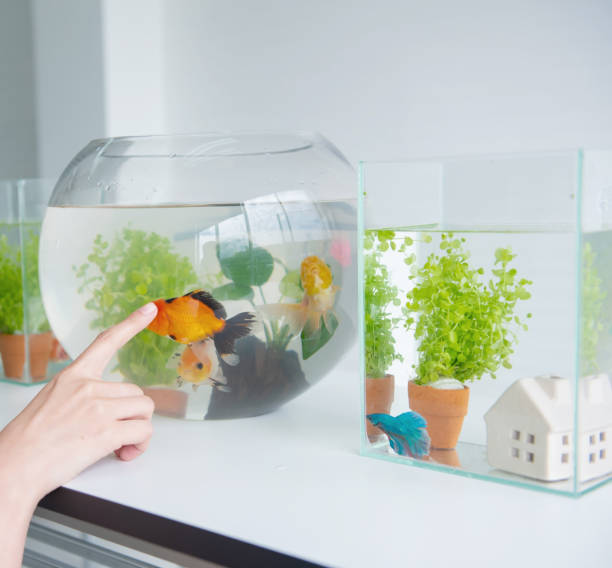 istock Aquarium for pet and hobby at home. 1338693800