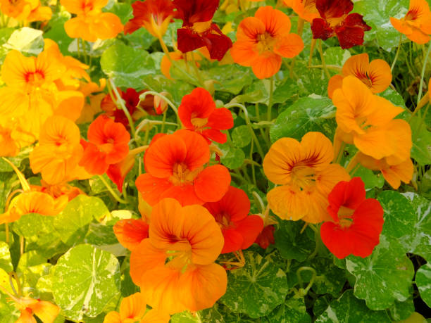 An mixture of Indian cress, yellow, orange and red Tropaeolum majus, the garden nasturtium, nasturtium, Indian cress or monks cress, is a species of flowering plant in the family Tropaeolaceae, originating in the Andes nasturtium stock pictures, royalty-free photos & images