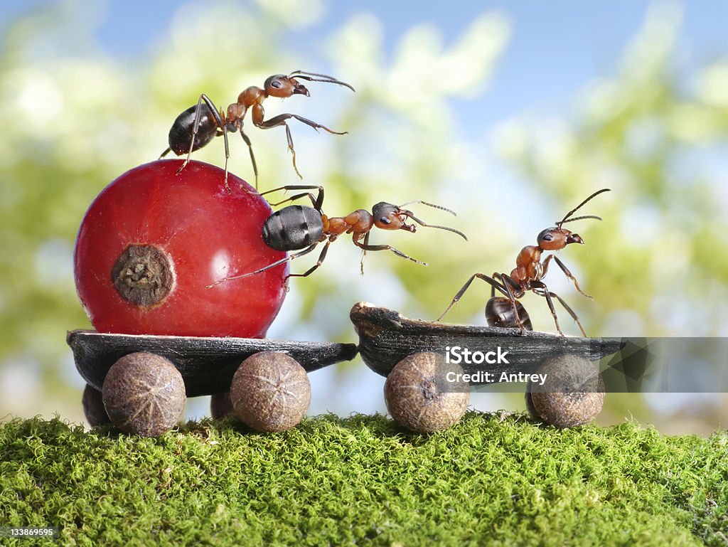 ants 레드 까치밥나무 열매류 및 트레일러 제공합니다 - 로열티 프리 개미 스톡 사진