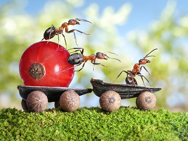 istock ants deliver red currant with trailer 133869595