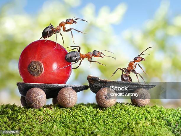 Ants Создания Красная Смородина С Прицепом — стоковые фотографии и другие картинки Муравей - Муравей, Юмор, Автомобиль