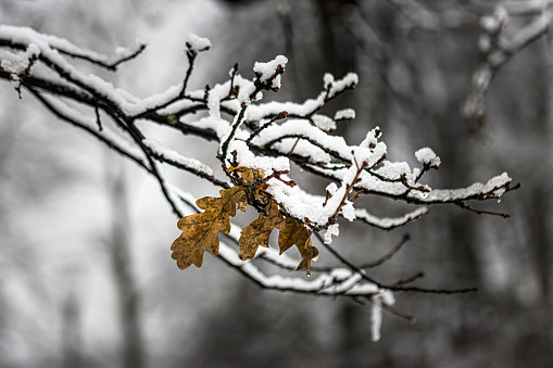 snow covered branches with leaf