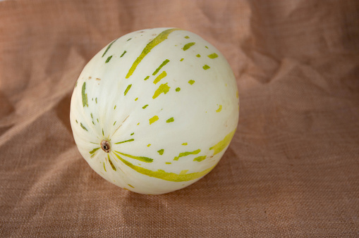 Ivory gaya melon with green and yellow dashed marks on the brown sackcloth. Colorful ripe fruit.