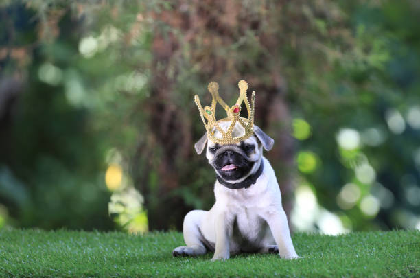 istock pug puppy with a crown on the lawn 1338696775