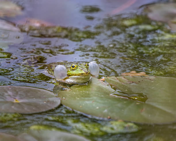 istock one pond frogs during the spawning season 1338697058