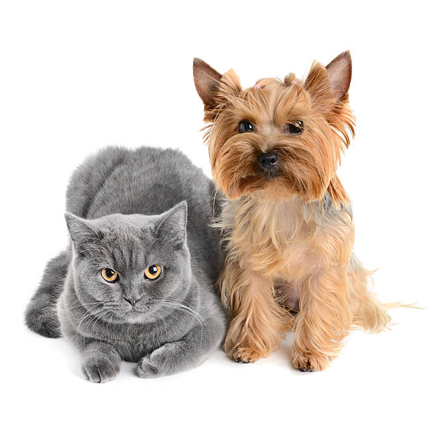 Grey cat with a little brow shaggy dog stock photo