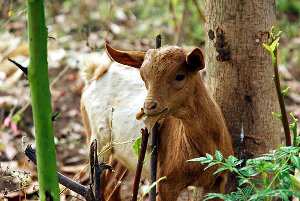 Cabra comendo na floresta - foto de acervo